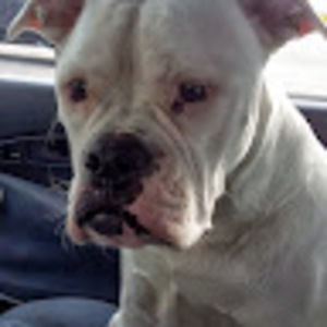 Meet your Posher, Ann